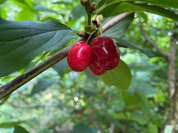 Attēlu rezultāti vaicājumam “Cornus mas fruit”