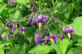 Attēlu rezultāti vaicājumam “Solanum dulcamara”