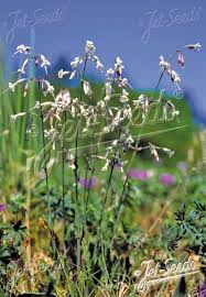 Attēlu rezultāti vaicājumam “Silene nutans flower”