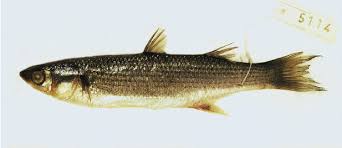 Image result for Chelon labrosus