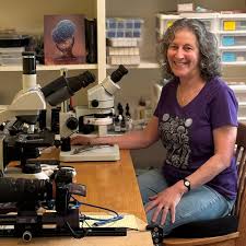 Attēlu rezultāti vaicājumam “Hemitrichia decipiens young”