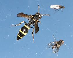 Attēlu rezultāti vaicājumam “Eumenidae”