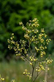 Attēlu rezultāti vaicājumam “Thalictrum minus”