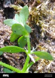 Attēlu rezultāti vaicājumam “Callitriche cophocarpa”