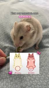 Image result for хомяк