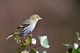 Attēlu rezultāti vaicājumam “Carduelis spinus female”
