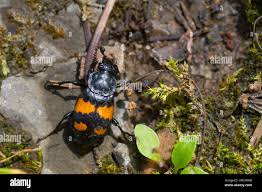 Attēlu rezultāti vaicājumam “Nicrophorus investigator imago”