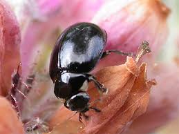 Attēlu rezultāti vaicājumam “Coccinella hieroglyphica”