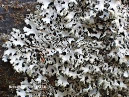 Attēlu rezultāti vaicājumam “Hypotrachyna sp.”