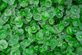 Attēlu rezultāti vaicājumam “Hydrocotyle vulgaris”