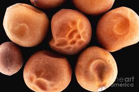 Attēlu rezultāti vaicājumam “Pisum sativum fruit”