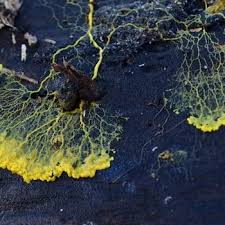 Attēlu rezultāti vaicājumam “Physarum penetrale”