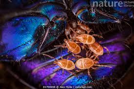 Attēlu rezultāti vaicājumam “Poecilochirus sp.”
