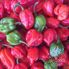 Afbeeldingsresultaat voor aji dulce sweet pepper