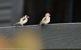Attēlu rezultāti vaicājumam “Carduelis carduelis adult”