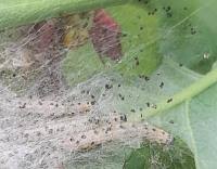 Attēlu rezultāti vaicājumam “Yponomeuta malinellus / cagnagella”