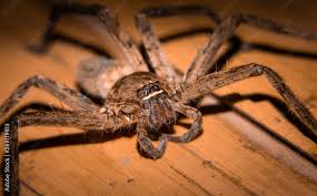 Attēlu rezultāti vaicājumam “Sparassidae”