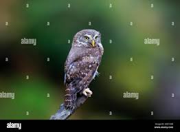 Attēlu rezultāti vaicājumam “Glaucidium passerinum adult”