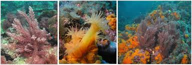 Attēlu rezultāti vaicājumam “Lycogala asperum macro”