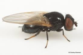 Attēlu rezultāti vaicājumam “Tenthredinidae”