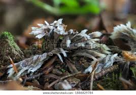 Attēlu rezultāti vaicājumam “Thelephora penicillata”