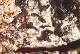 Attēlu rezultāti vaicājumam “Alyxoria varia”