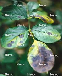 Attēlu rezultāti vaicājumam “Rosa subcanina leaf”