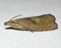 Attēlu rezultāti vaicājumam “Dichrorampha simpliciana”