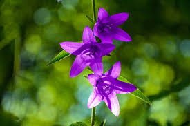 Attēlu rezultāti vaicājumam “Campanula trachelium flower”