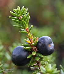 Attēlu rezultāti vaicājumam “Empetrum nigrum leaf”