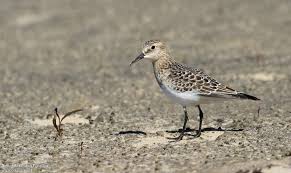 Image result for Calidris bairdii