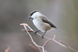 Image result for Poecile montana