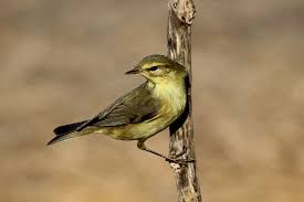 Attēlu rezultāti vaicājumam “Phylloscopus trochilus nest”