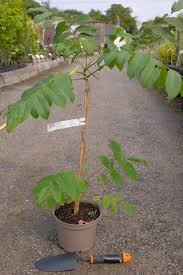 Attēlu rezultāti vaicājumam “Juglans ailanthifolia”