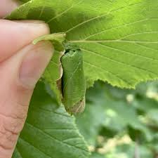 Attēlu rezultāti vaicājumam “Apoderus coryli”