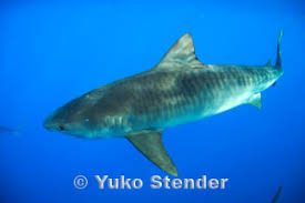 Image result for Galeocerdo cuvier