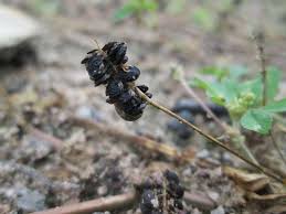 Attēlu rezultāti vaicājumam “Medicago lupulina fruit”