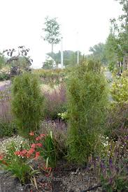 Attēlu rezultāti vaicājumam “Frangula alnus flower”