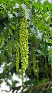 Attēlu rezultāti vaicājumam “Pterocarya fraxinifolia leaf”