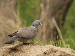 Image result for Columba palumbus