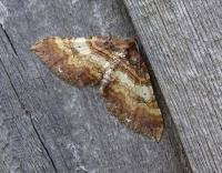 Attēlu rezultāti vaicājumam “Earophila badiata”