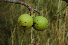 Attēlu rezultāti vaicājumam “Juglans regia fruit”