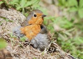 Attēlu rezultāti vaicājumam “Erithacus rubecula nest”
