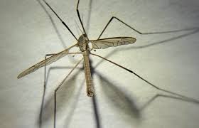 Attēlu rezultāti vaicājumam “Tipulidae female”