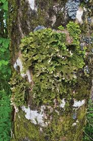 Attēlu rezultāti vaicājumam “Lobaria pulmonaria”