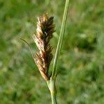 Attēlu rezultāti vaicājumam “Blysmus compressus flower”