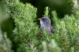 Image result for Sylvia sarda