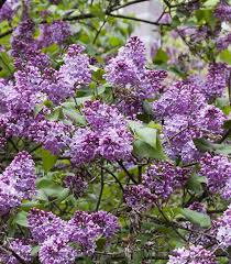 Attēlu rezultāti vaicājumam “Syringa vulgaris flower”