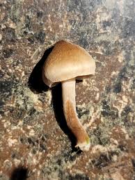 Attēlu rezultāti vaicājumam “Coltricia perennis”