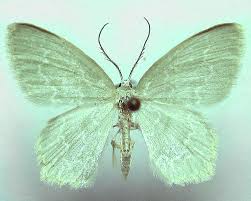 Attēlu rezultāti vaicājumam “Jodis putata”